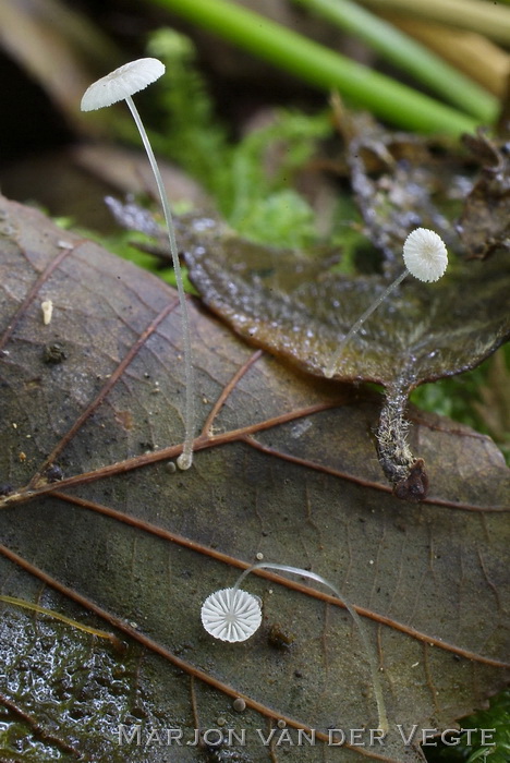 Plooirokmycena - Mycena rhenana